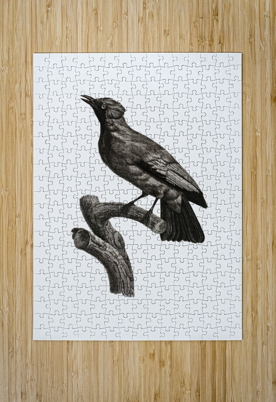 Paradise crow male  IStockHistory com Puzzle printing