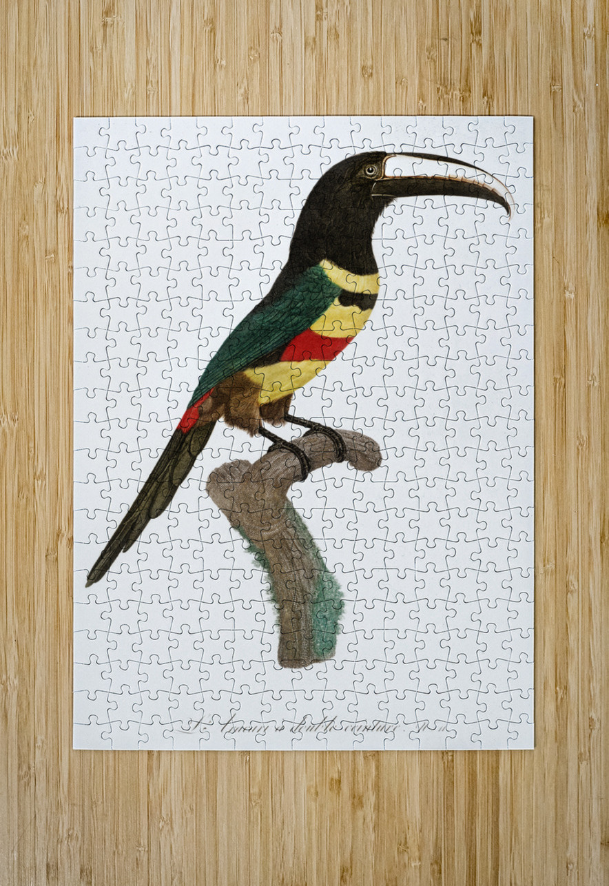 Black-necked Aracari  IStockHistory com Puzzle printing