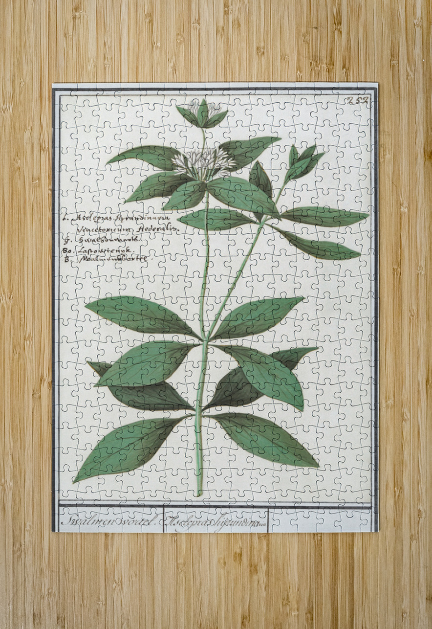 Silk plant in vintage style IStockHistory com Puzzle printing