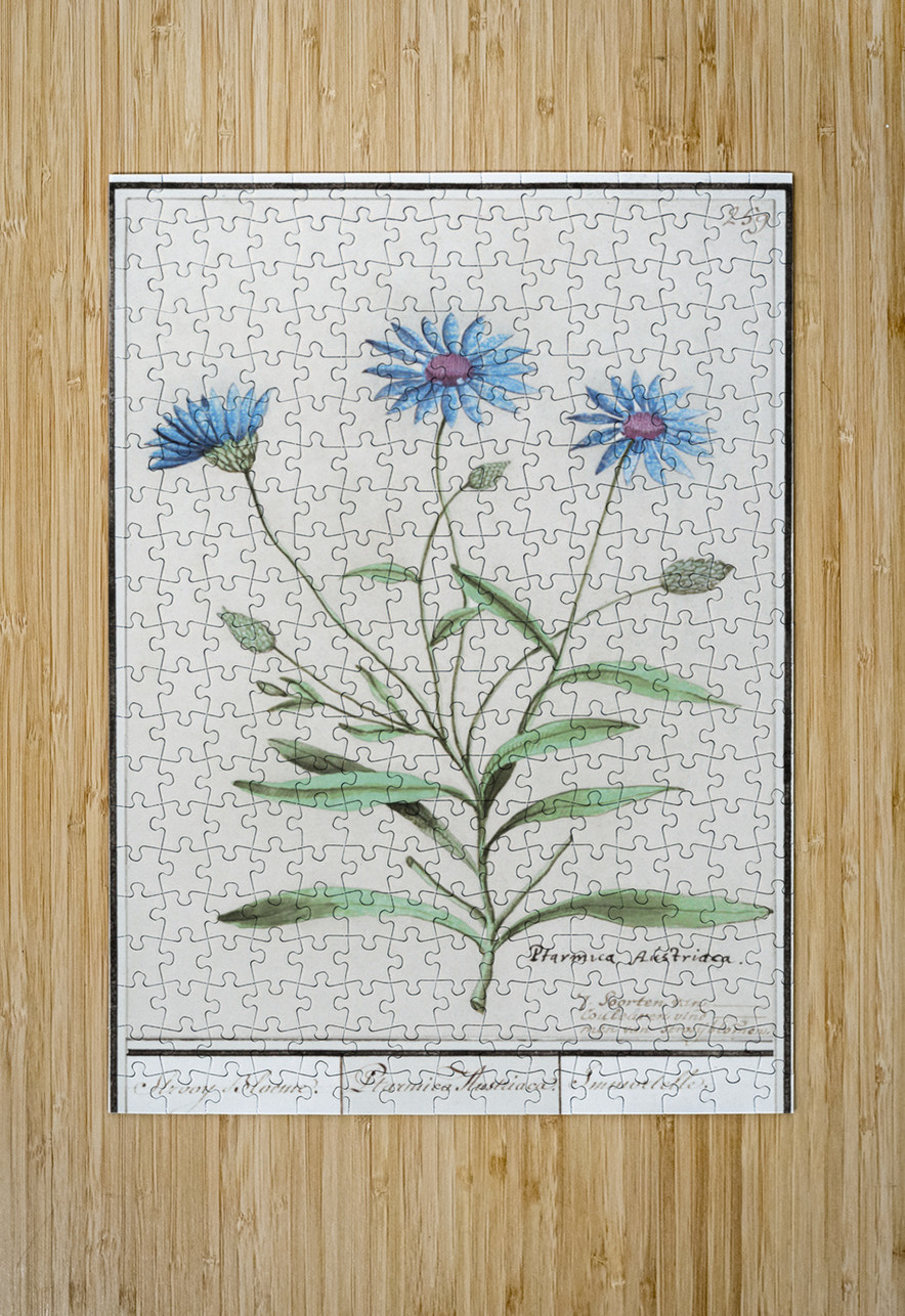 Blue strawflower in vintage style IStockHistory com Puzzle printing