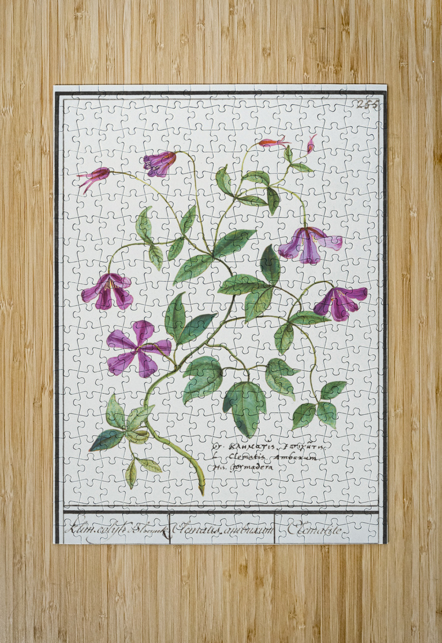 Clematis in vintage style IStockHistory com Puzzle printing