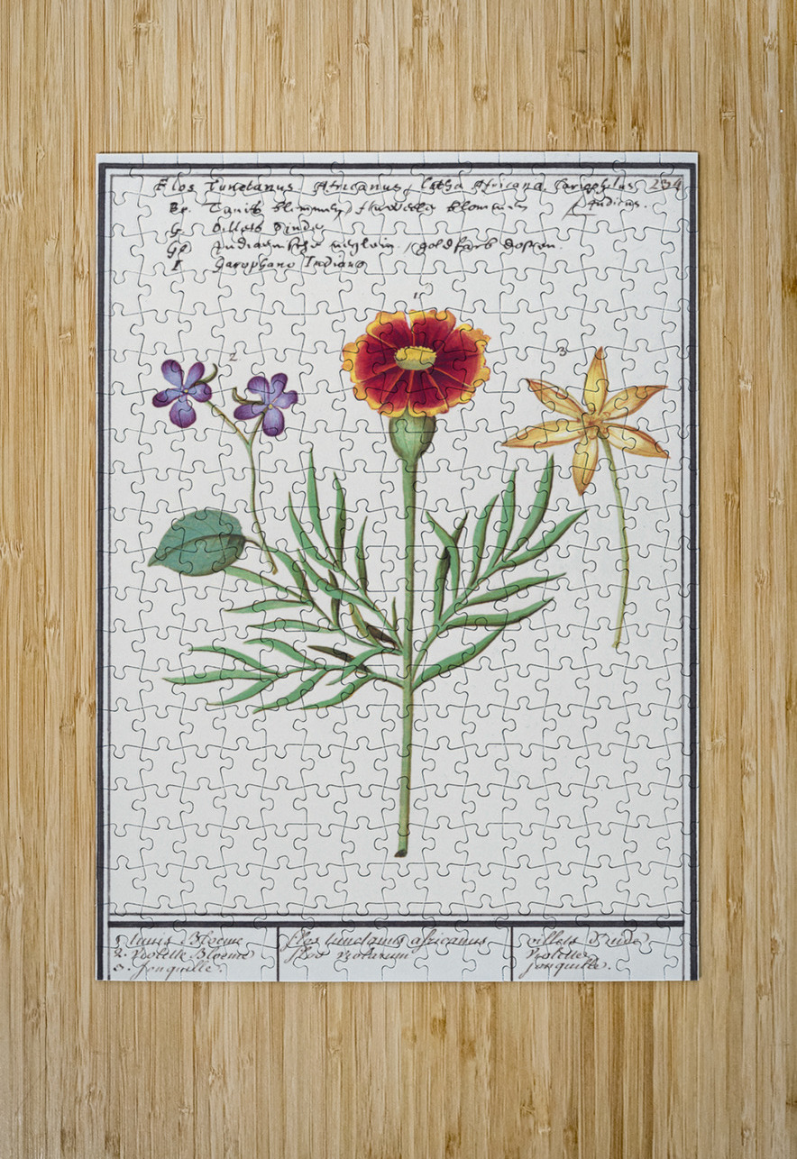 Viola daffodil and marigold IStockHistory com Puzzle printing