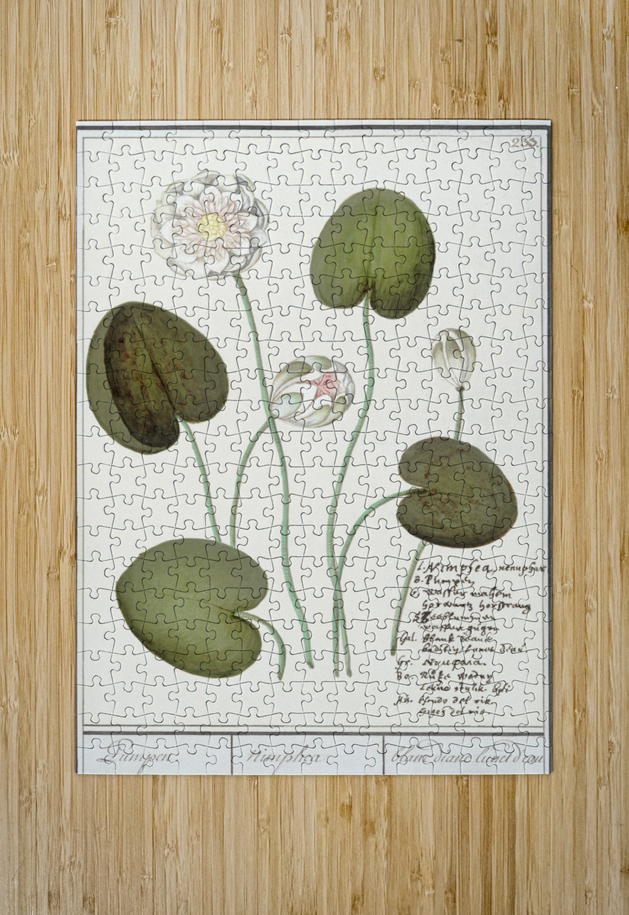 Water lily in vintage style IStockHistory com Puzzle printing