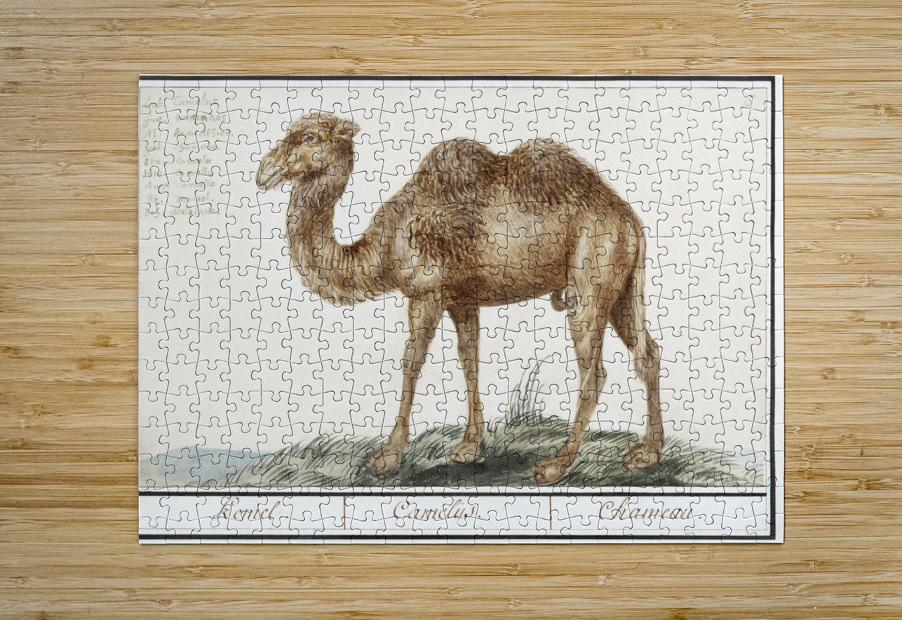 Camel in vintage style IStockHistory com Puzzle printing