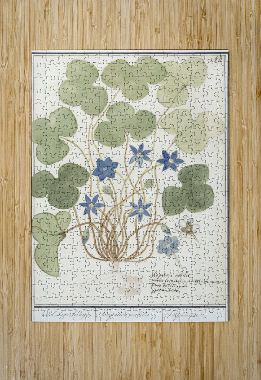 Hepatica in vintage style IStockHistory com Puzzle printing