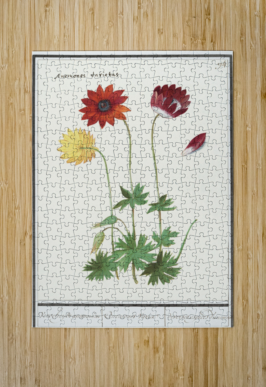Anemone in vintage flower IStockHistory com Puzzle printing