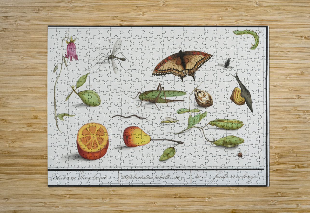 Grey parrot in vintage style IStockHistory com Puzzle printing