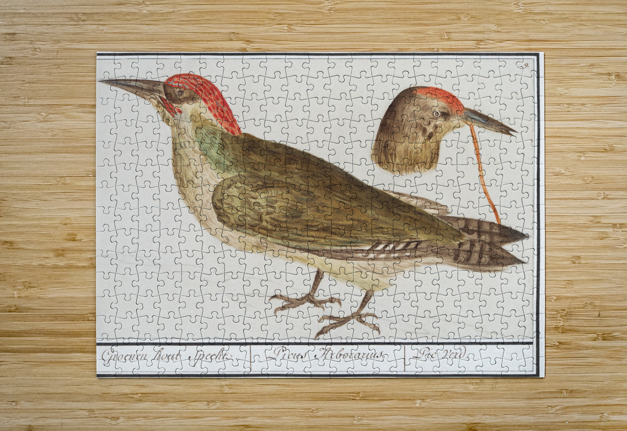 European green woodpecker in vintage style IStockHistory com Puzzle printing
