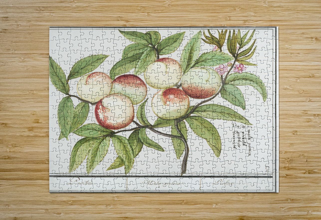 Tulip in vintage style IStockHistory com Puzzle printing