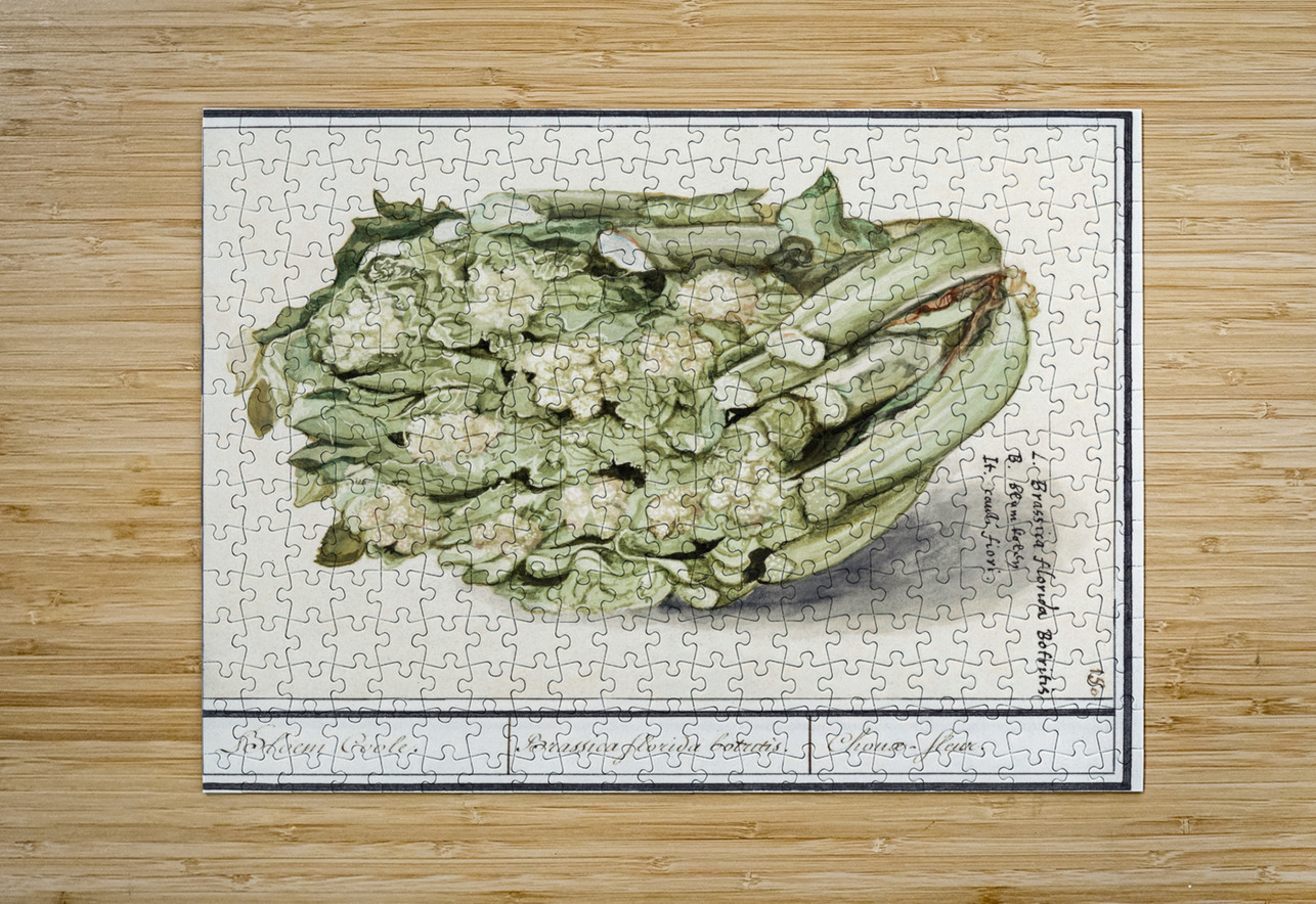 Cauliflower in vintage style IStockHistory com Puzzle printing