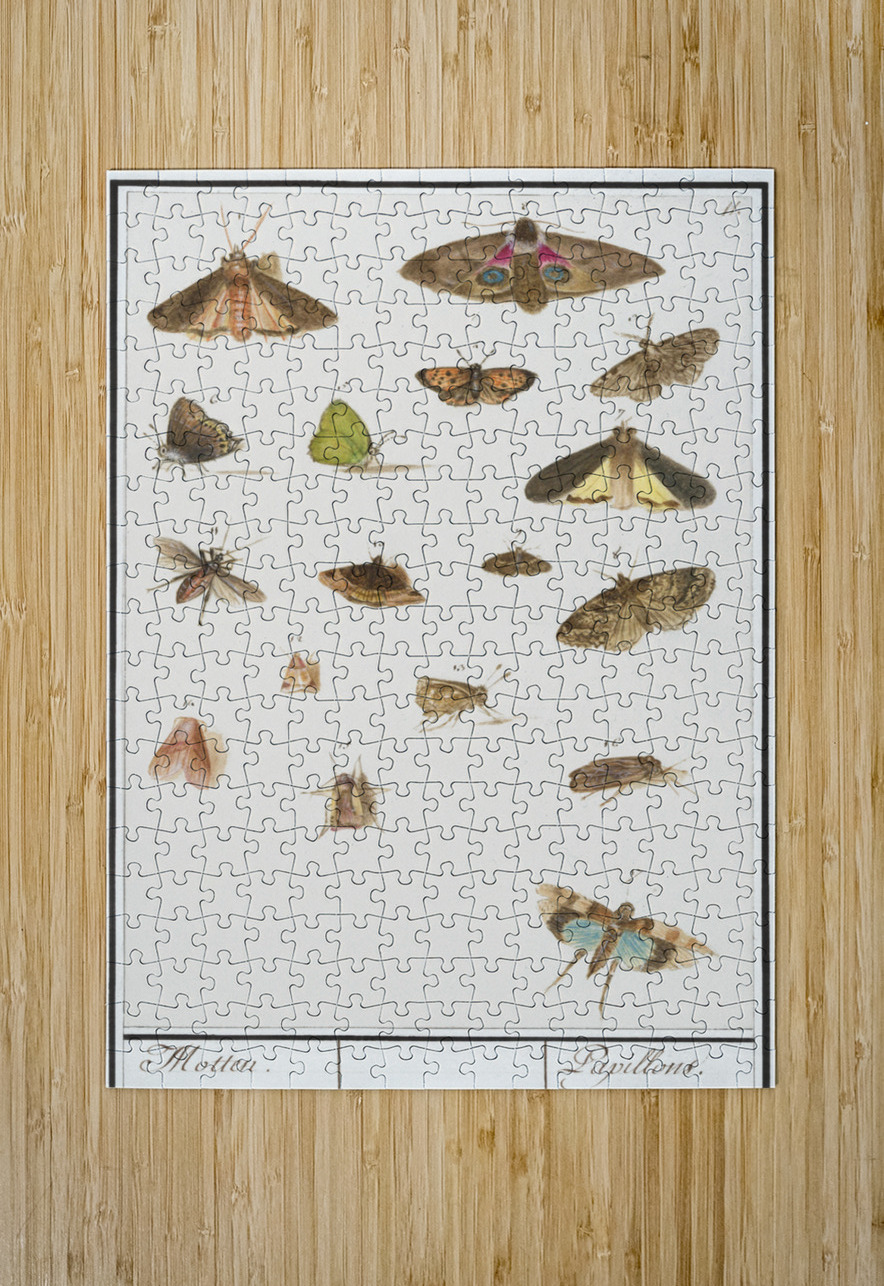 Butterflies and moths set IStockHistory com Puzzle printing