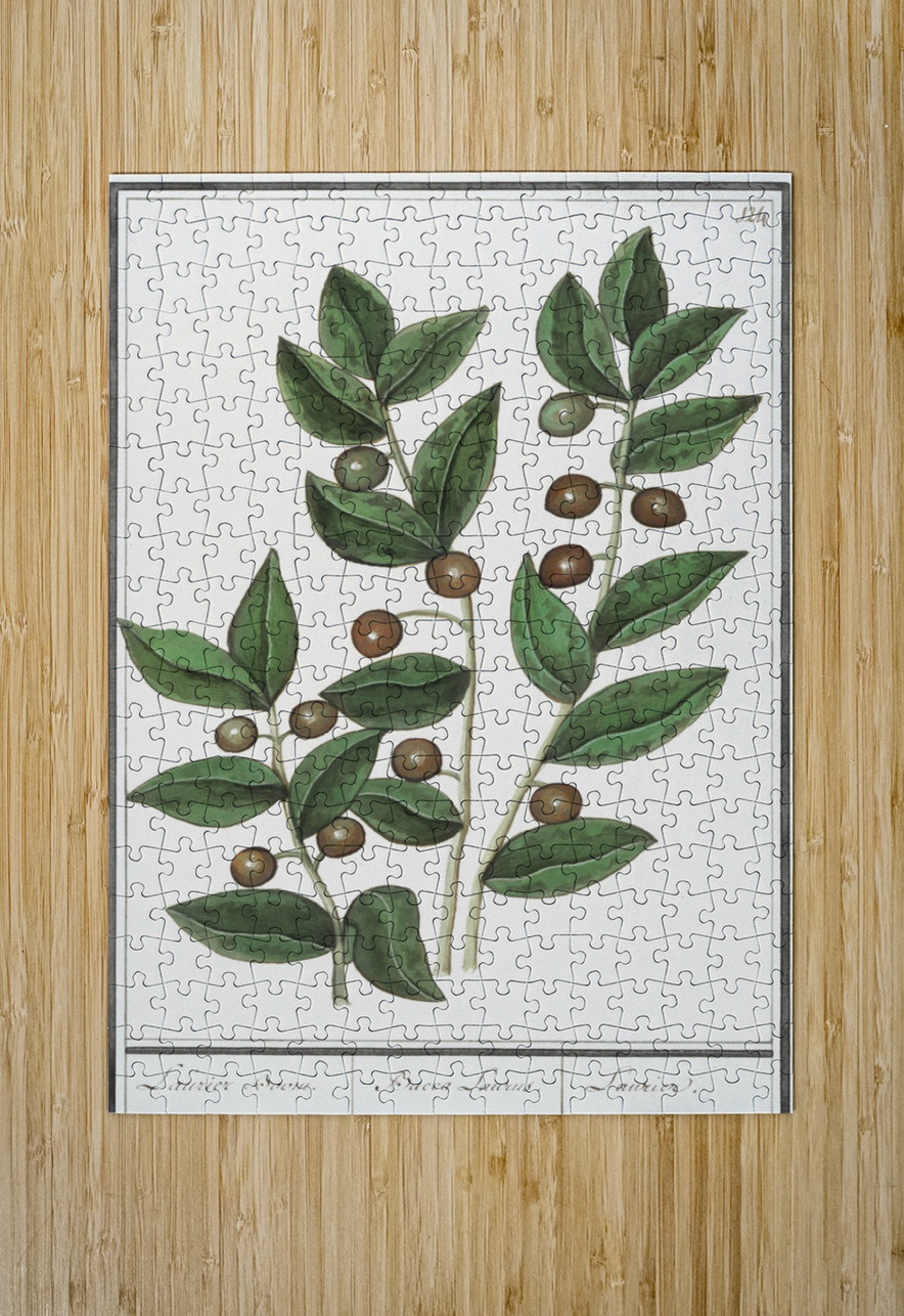 Olive in vintage style IStockHistory com Puzzle printing