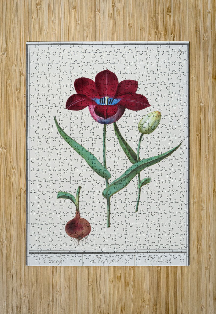 Tulip in vintage style IStockHistory com Puzzle printing