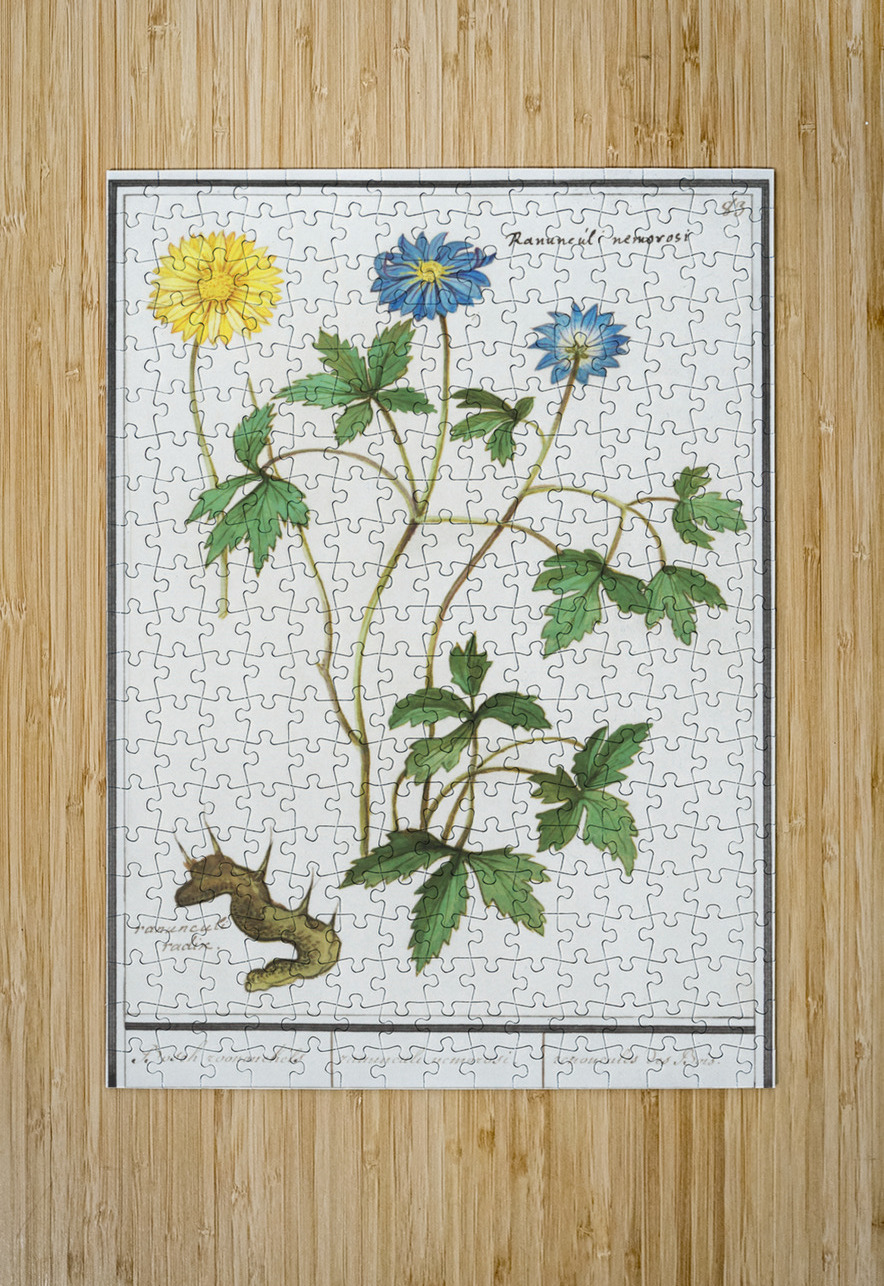Windflower in vintage style IStockHistory com Puzzle printing