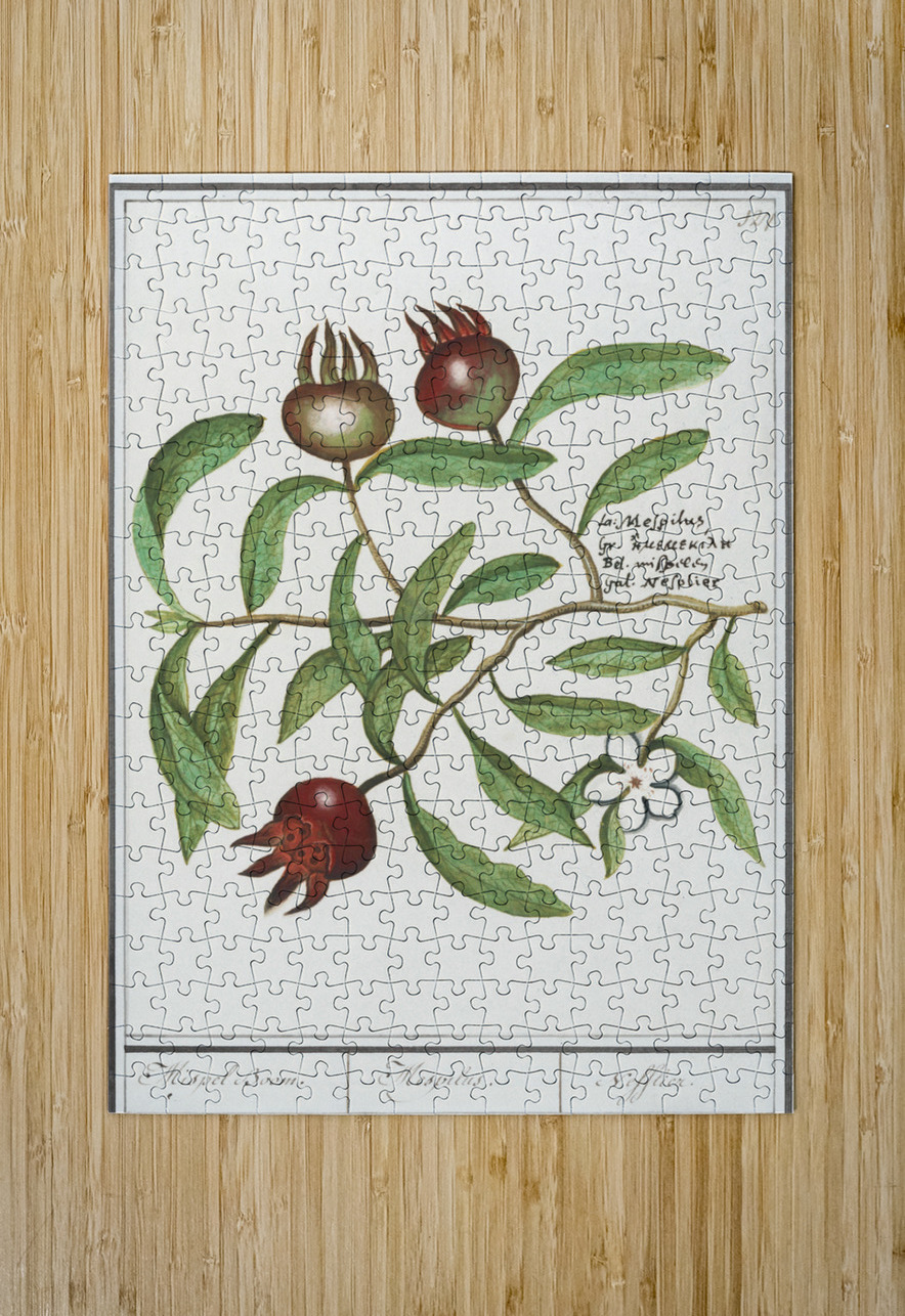 Medlar in vintage style IStockHistory com Puzzle printing