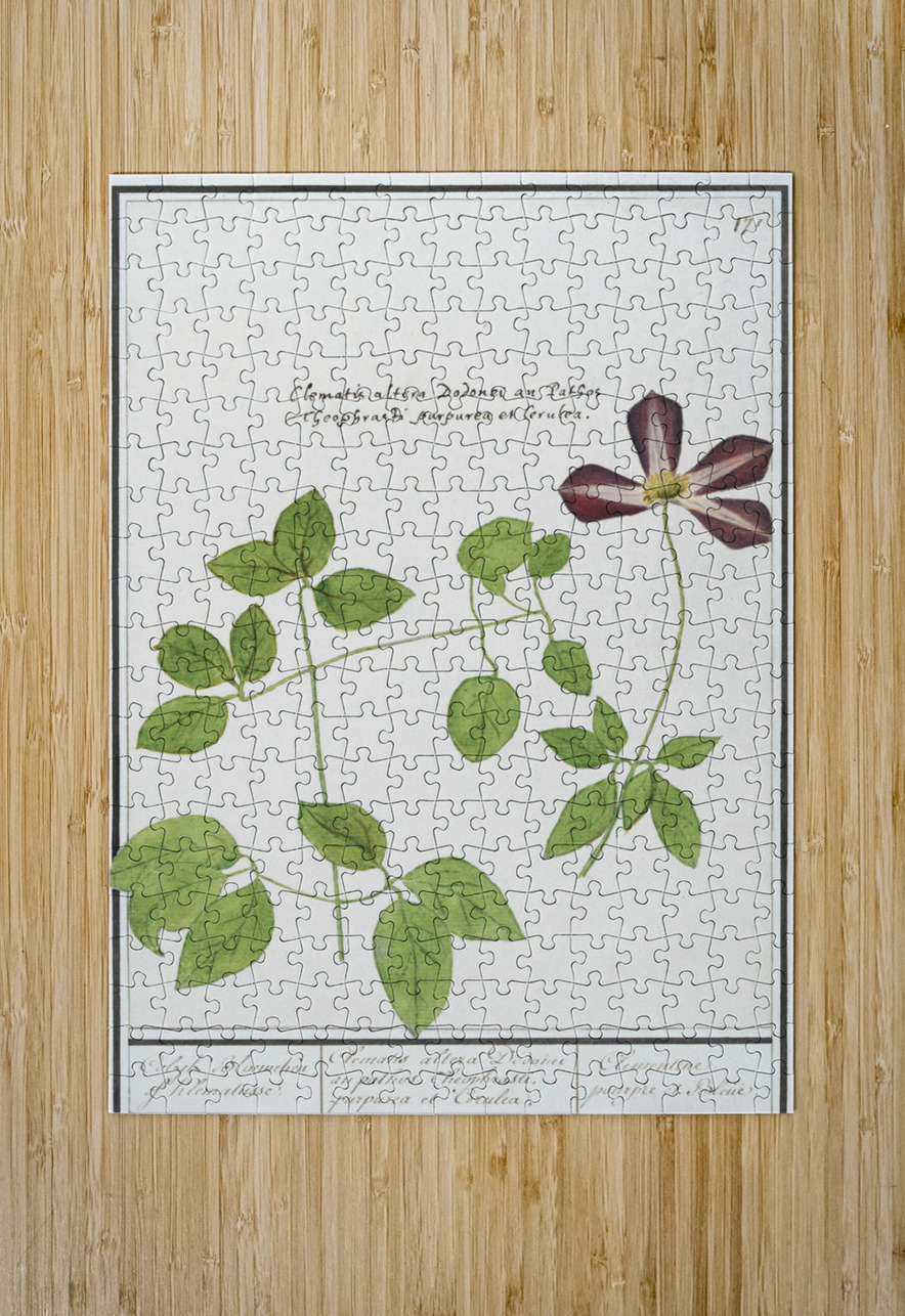 Moluccan cockatoo vintage style IStockHistory com Puzzle printing