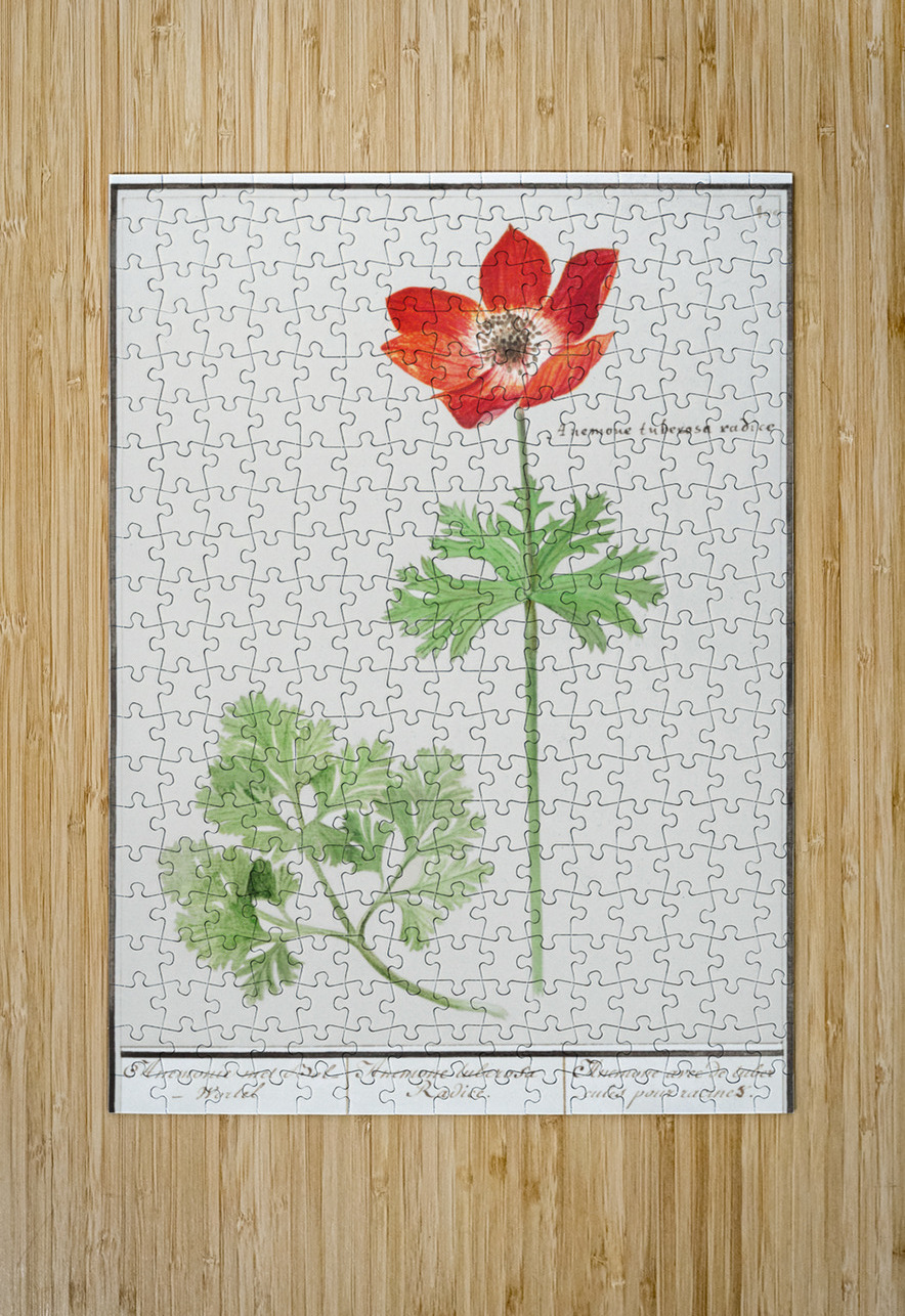 Anemone in vintage style IStockHistory com Puzzle printing