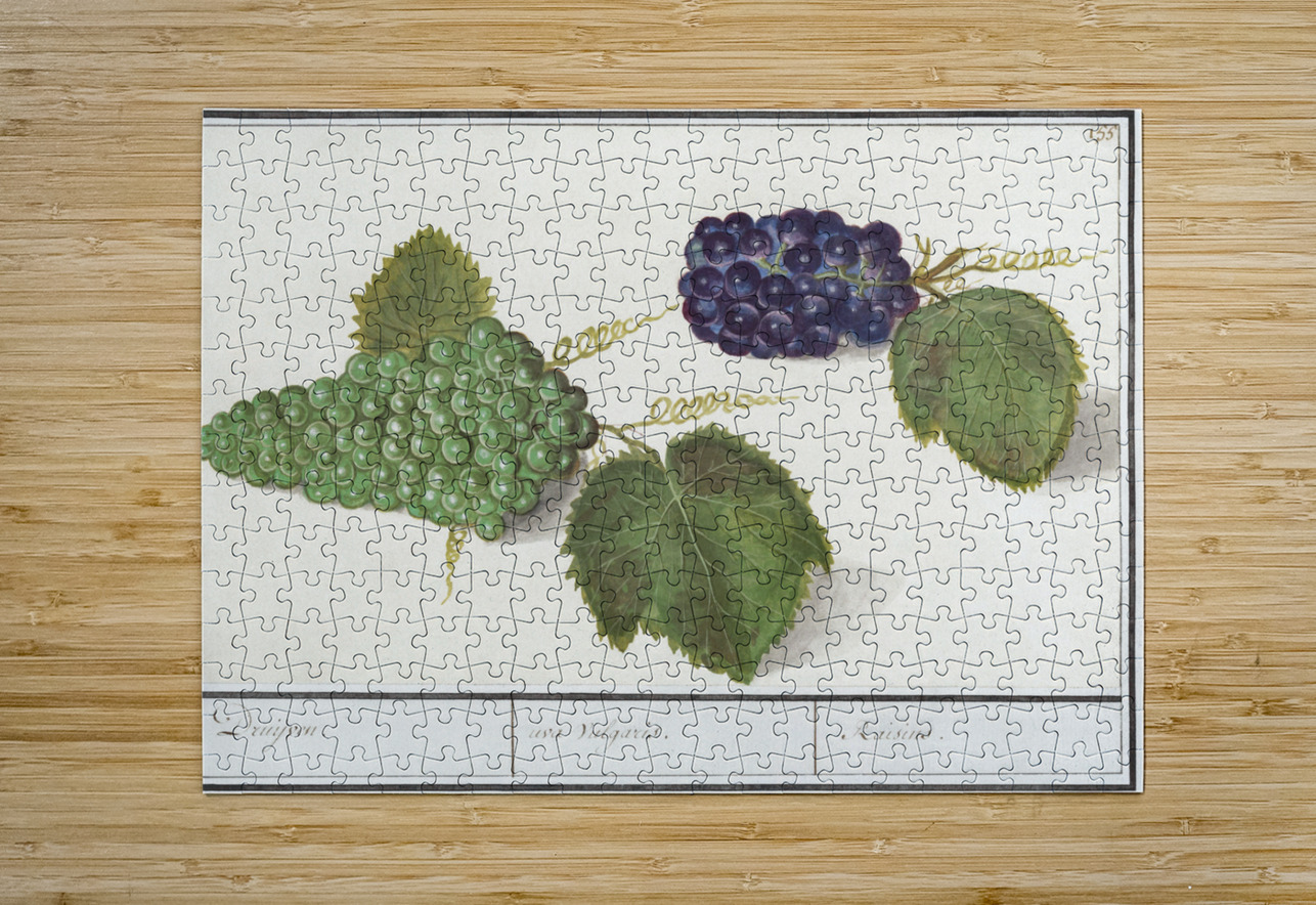 Grapes in vintage style IStockHistory com Puzzle printing