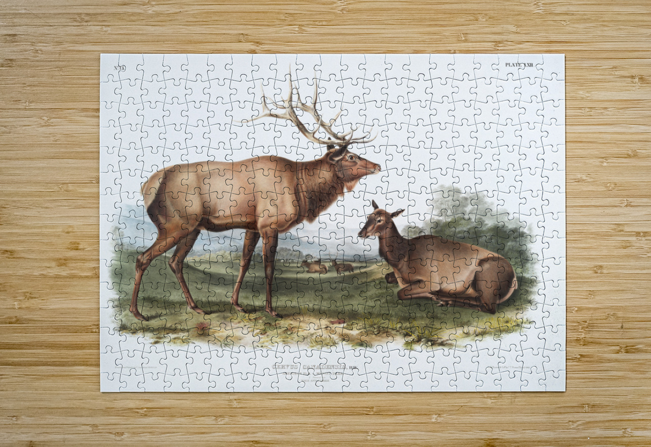 American Elk Cervus Canadensis  IStockHistory com Impression de puzzle