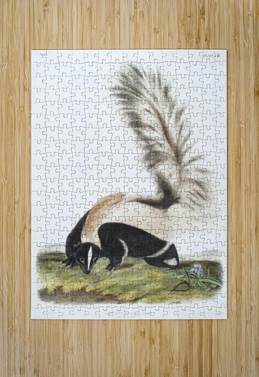 Large-tailed Skunk Mephitis macroura  IStockHistory com Puzzle printing