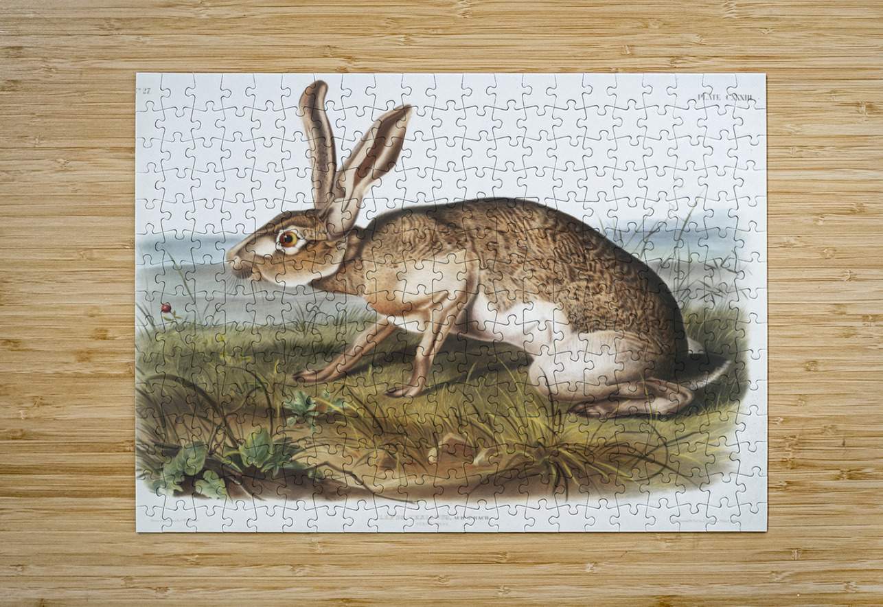 Texian Hare Lepus Texianus  IStockHistory com Puzzle printing