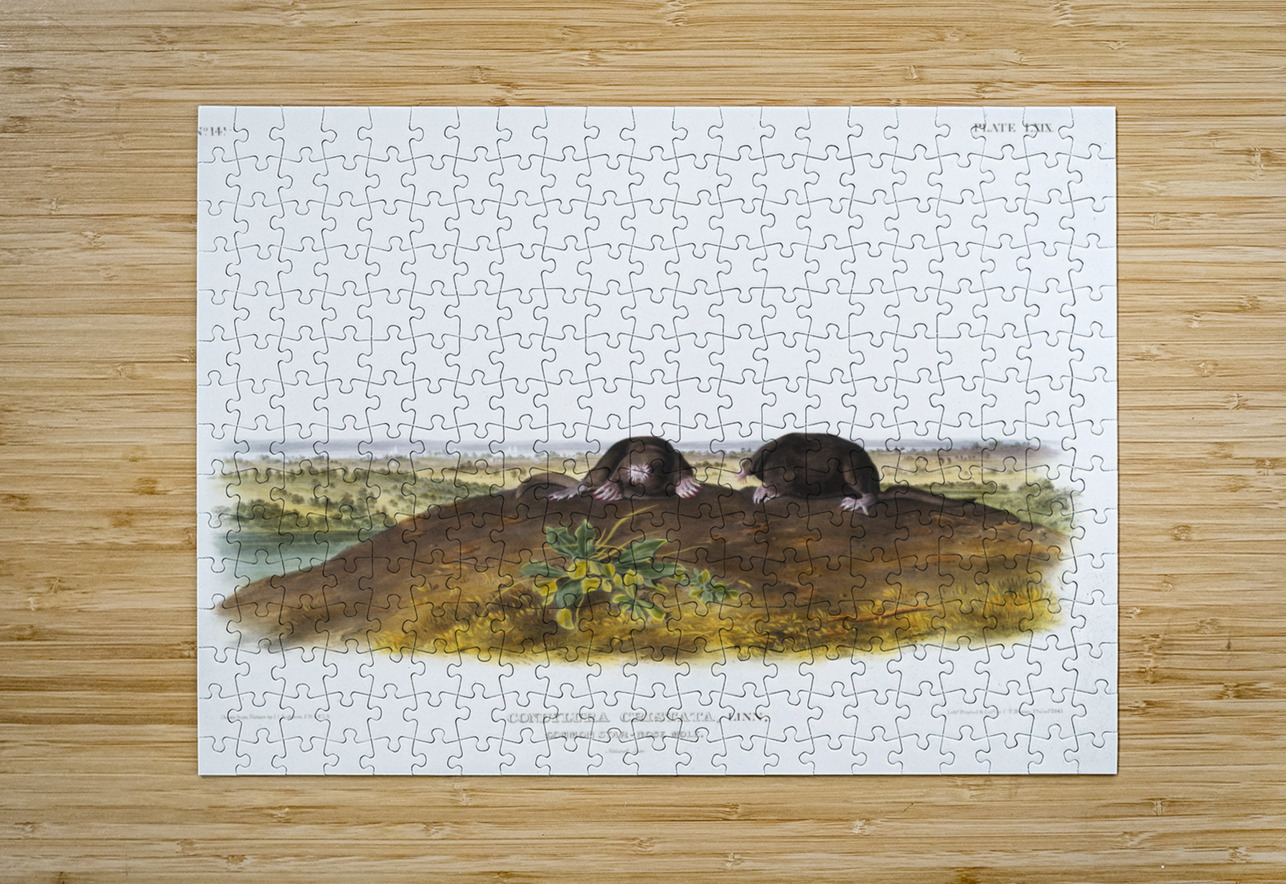 Star-nose Mole Condylura cristata  IStockHistory com Puzzle printing