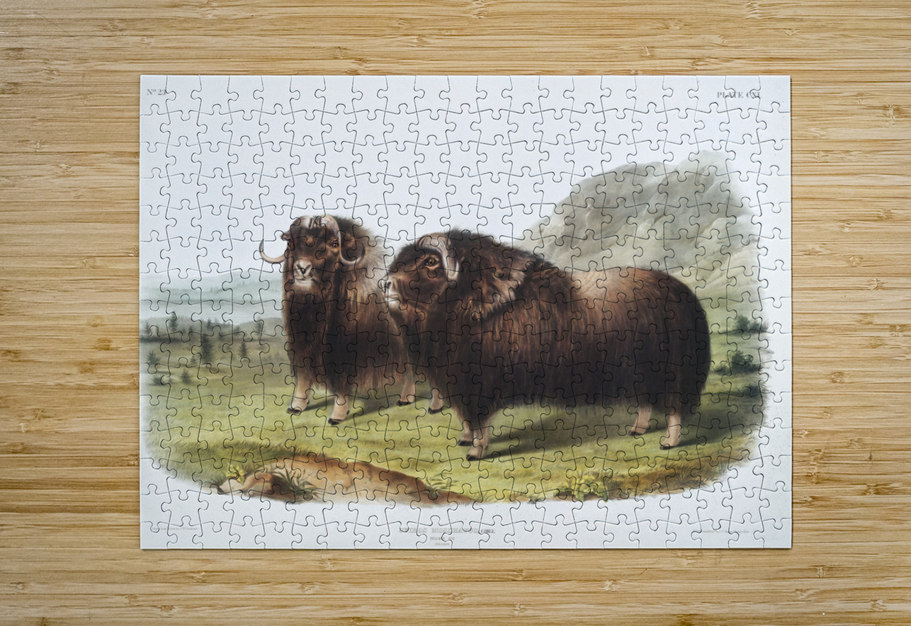 Musk Ox Ovibos moschatus  IStockHistory com Puzzle printing