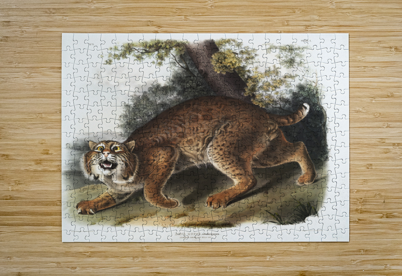 American wild cat Lynx rufus  IStockHistory com Puzzle printing