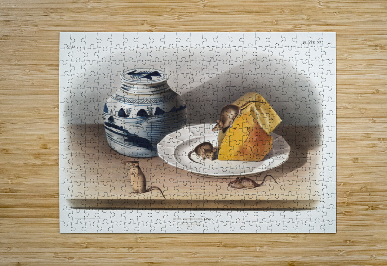 Cotton Rat Arvicola hispidus  IStockHistory com Puzzle printing