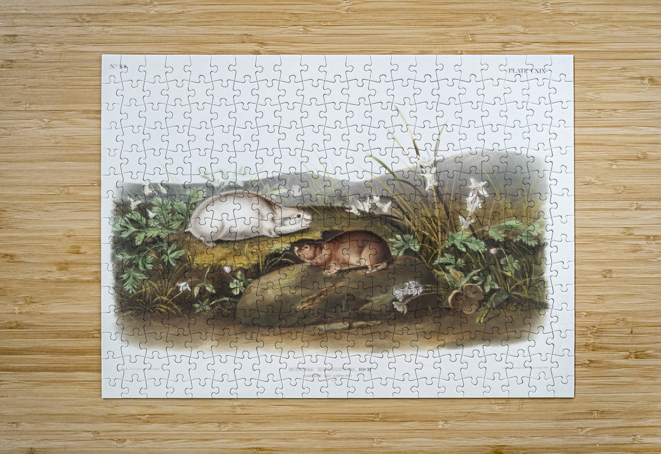 Hudson Bay Lemming Myodes Hudsonius  IStockHistory com Puzzle printing