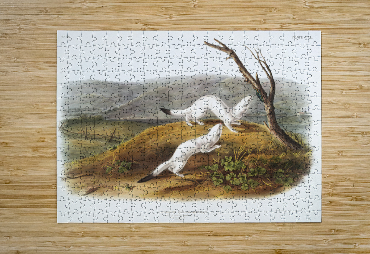 Little Nimble Weasel Putorius agilis  IStockHistory com Puzzle printing