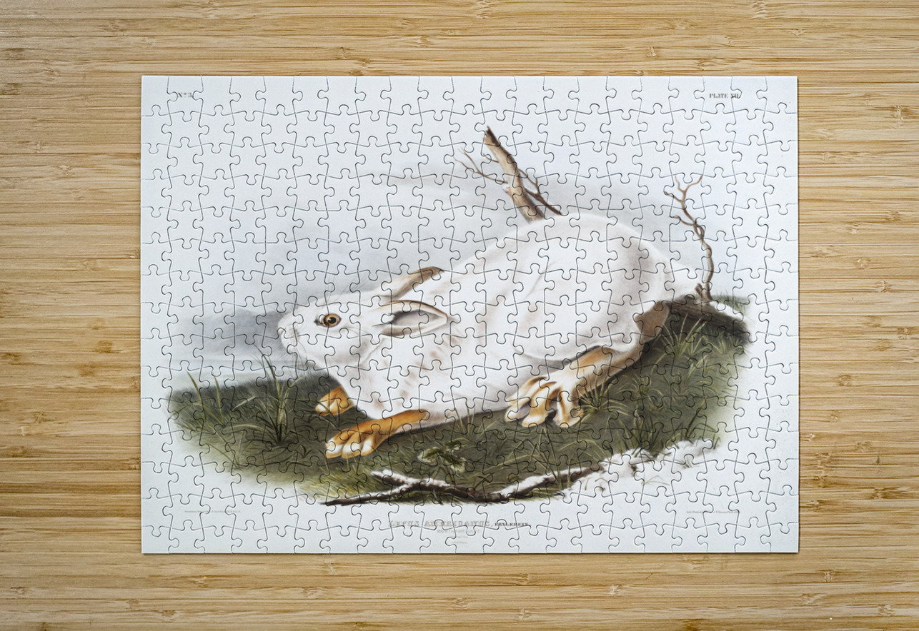 Northern Hare in winter Lepus Americanus  IStockHistory com Puzzle printing