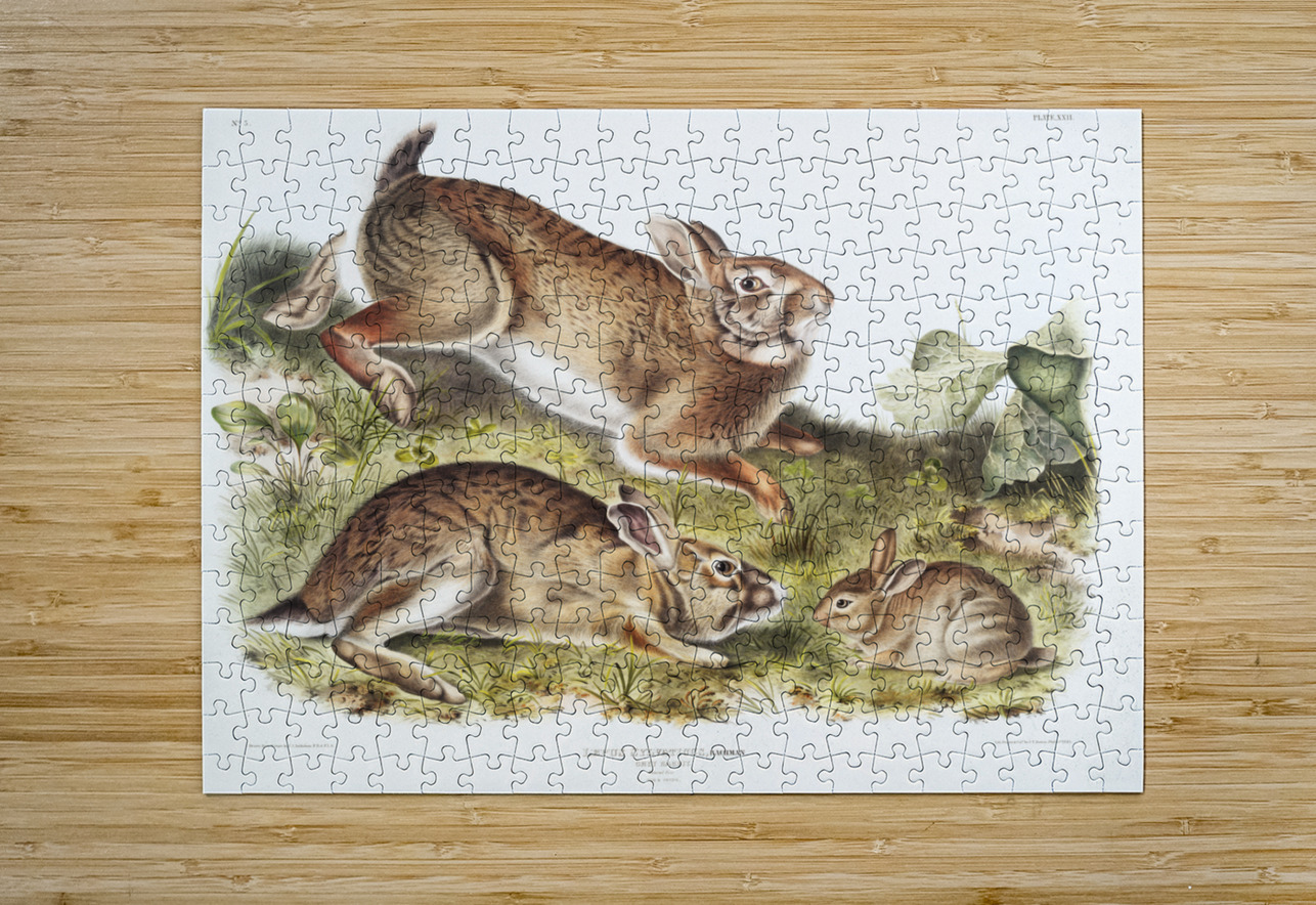 Grey Rabbit Lepus Sylvaticus  IStockHistory com Puzzle printing
