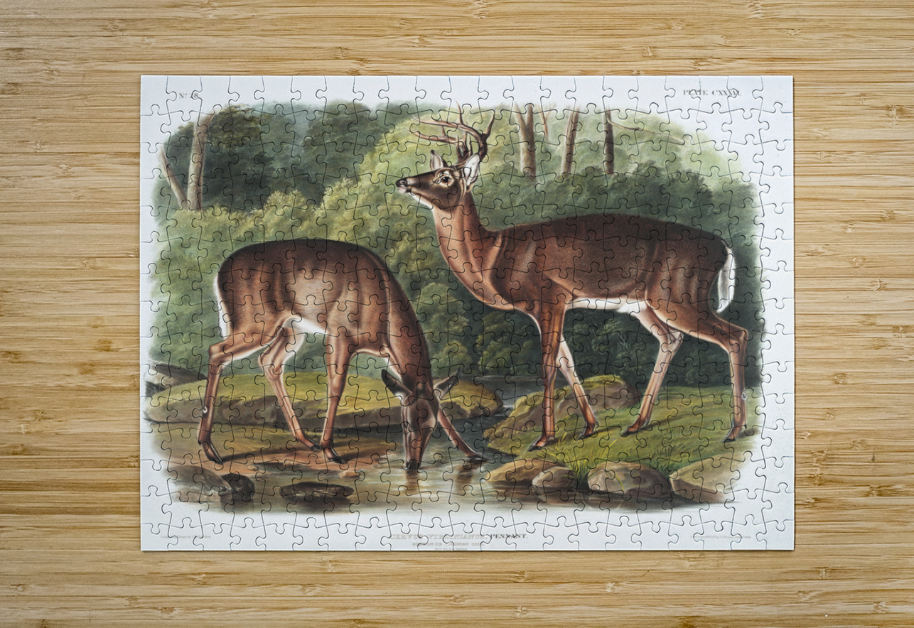 Deer or Virginian Deer Cervus Virginianus  IStockHistory com Puzzle printing