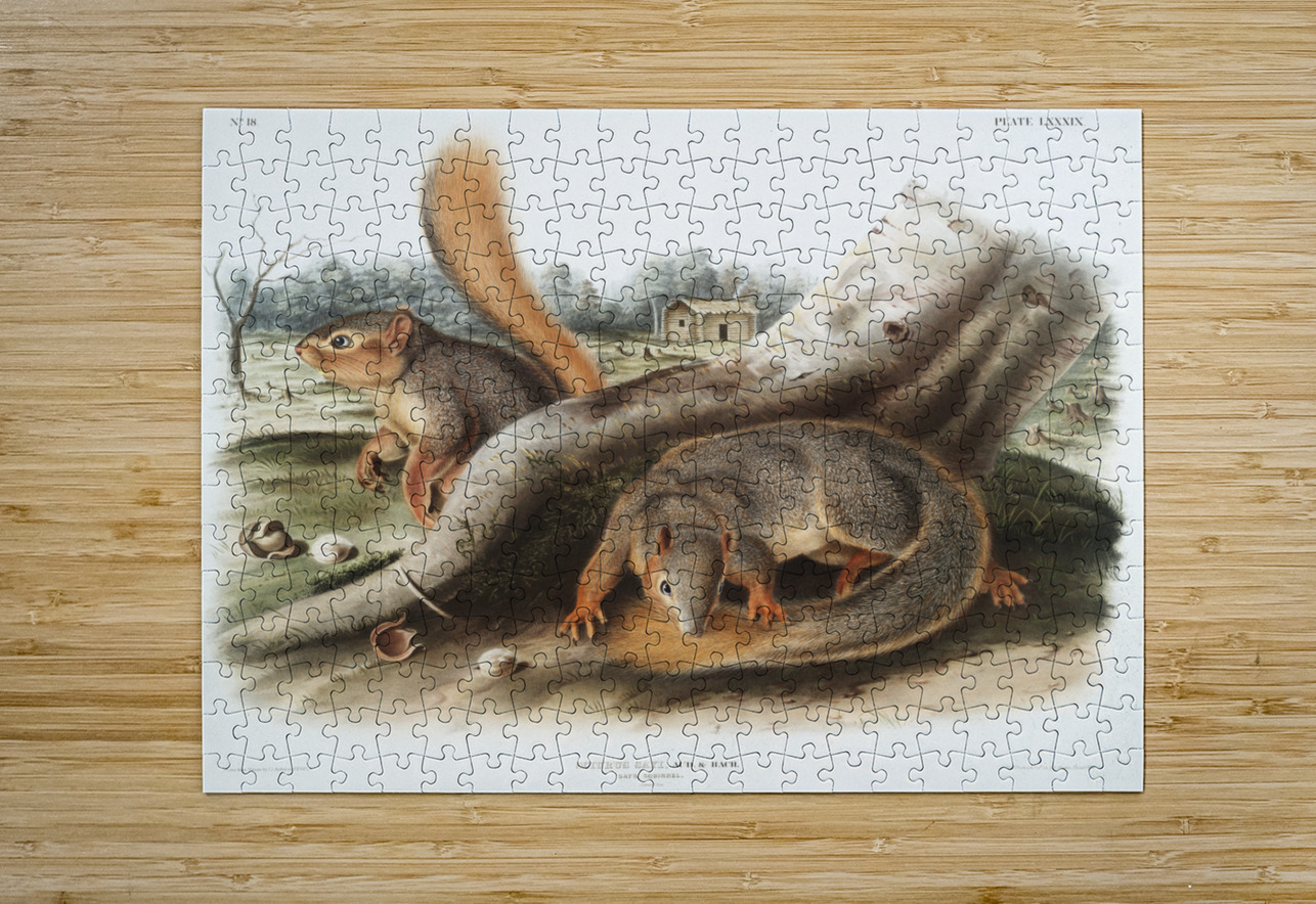 Squirrel Sciurus Sayi  IStockHistory com Puzzle printing