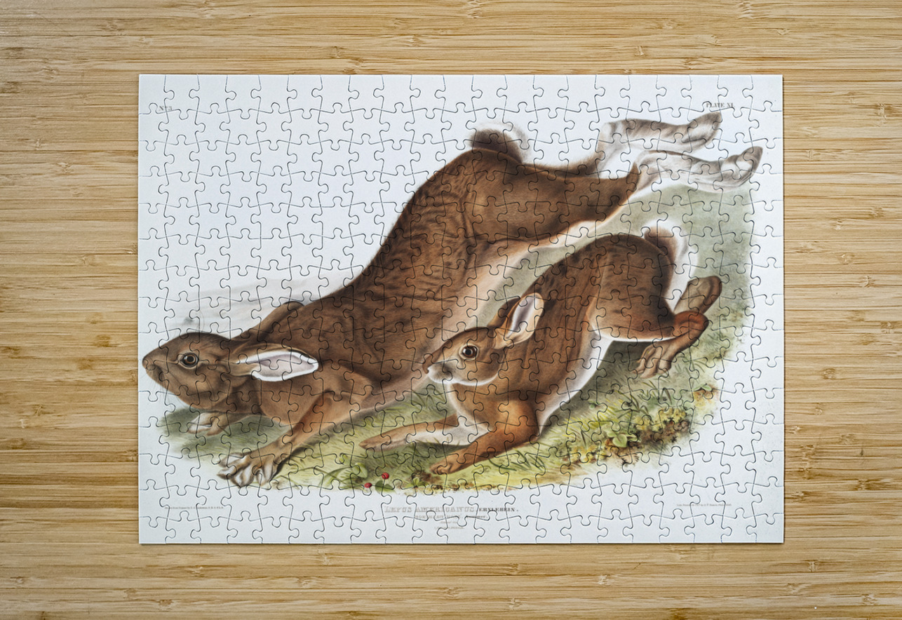Northern Hare Lepus Americanus  IStockHistory com Puzzle printing