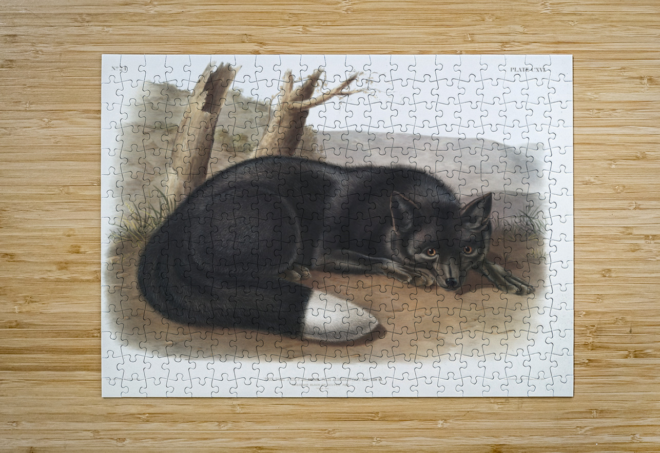 American Black or Silver Fox Vulpes fulvus  IStockHistory com Puzzle printing