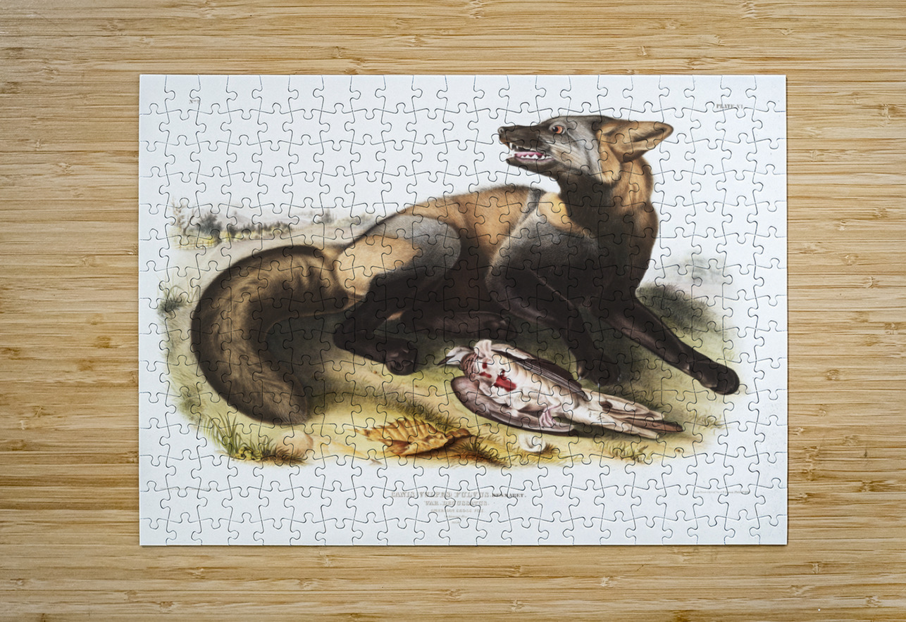 American Cross-Fox Canis vulpes  IStockHistory com Puzzle printing