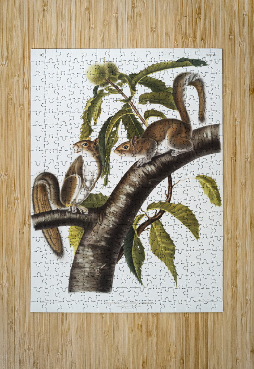 Carolina Grey Squirrel Sciurus Carolinensis  IStockHistory com Puzzle printing