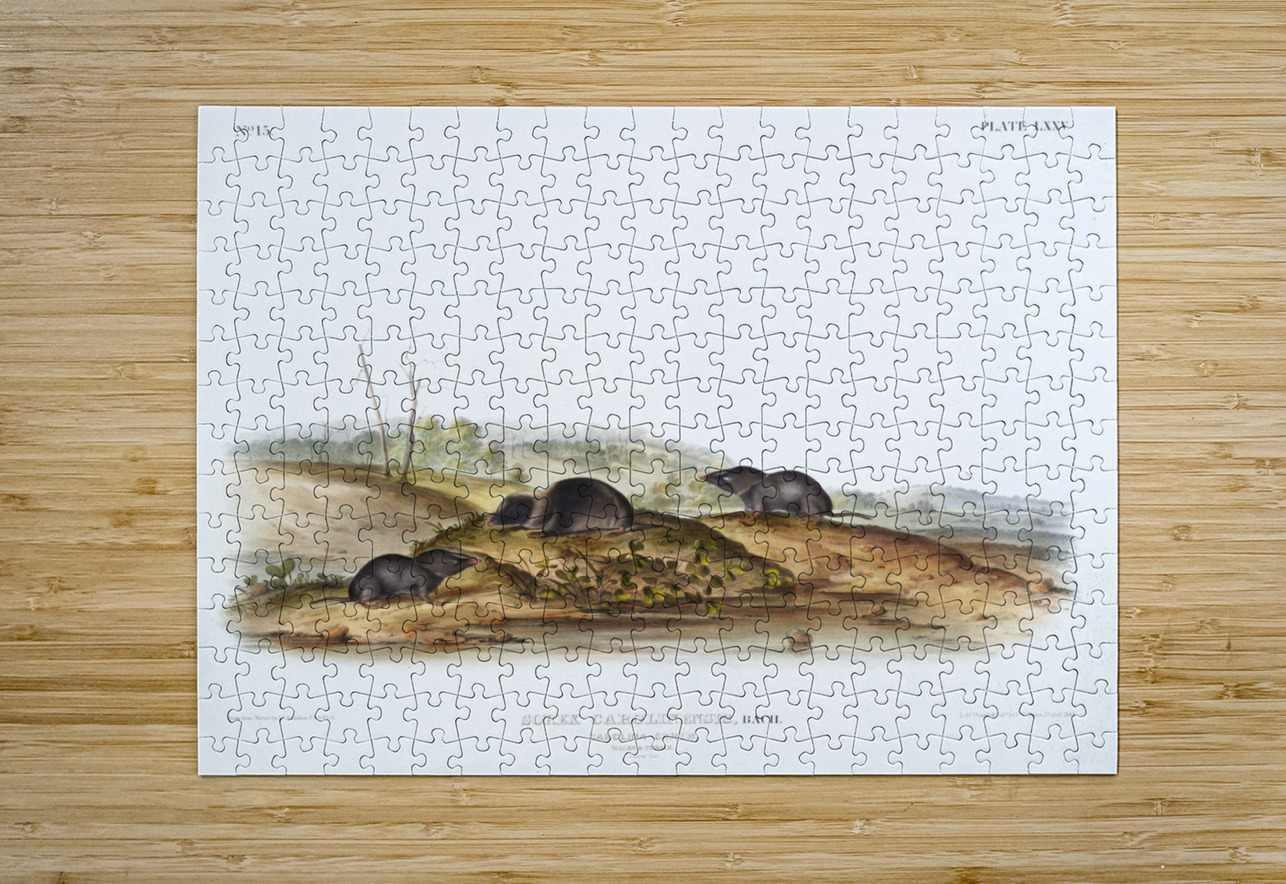 Carolina Shrew Sorex Carolinensis  IStockHistory com Puzzle printing