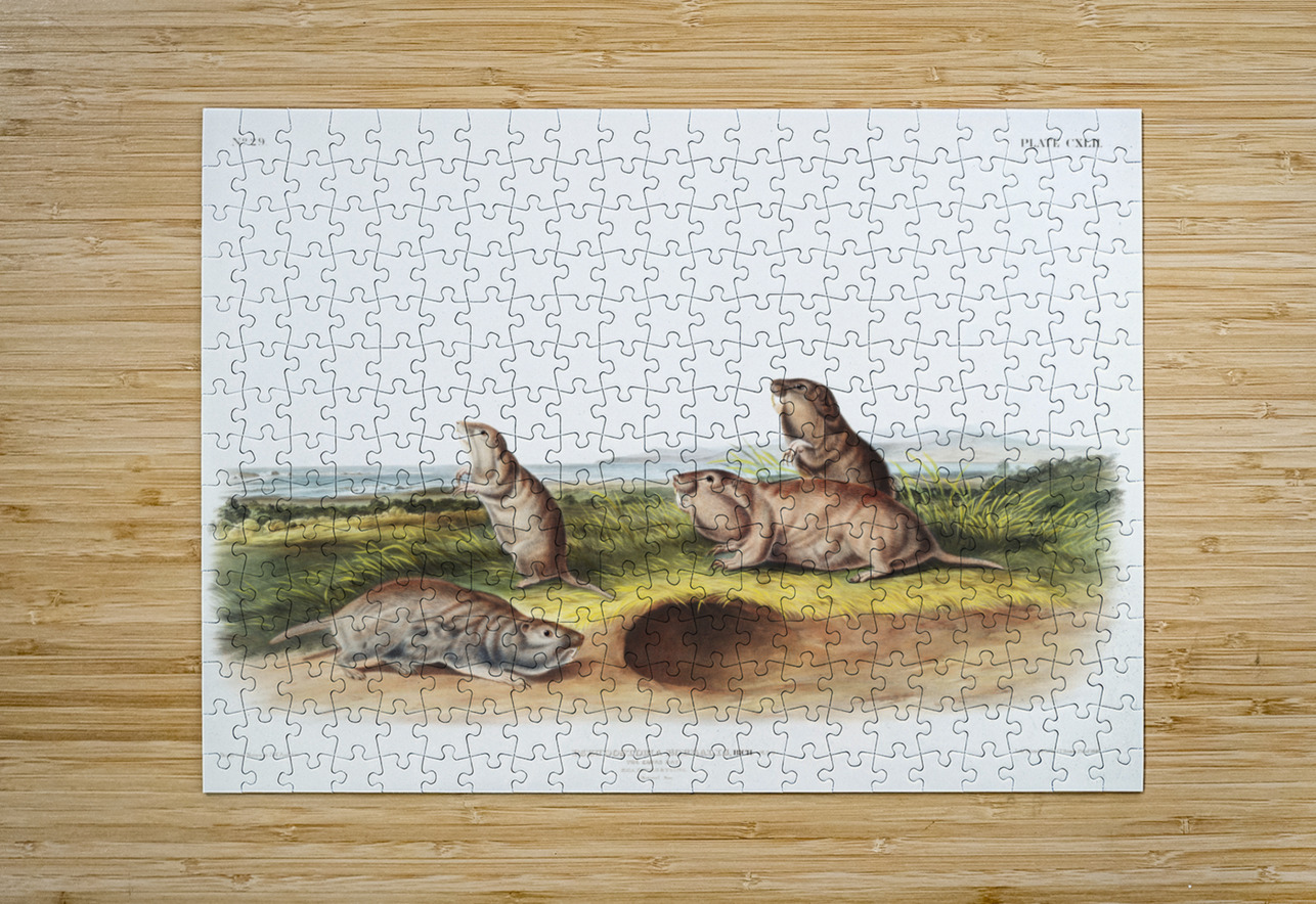 Camas Rat Pseudostoma Borealis  IStockHistory com Puzzle printing