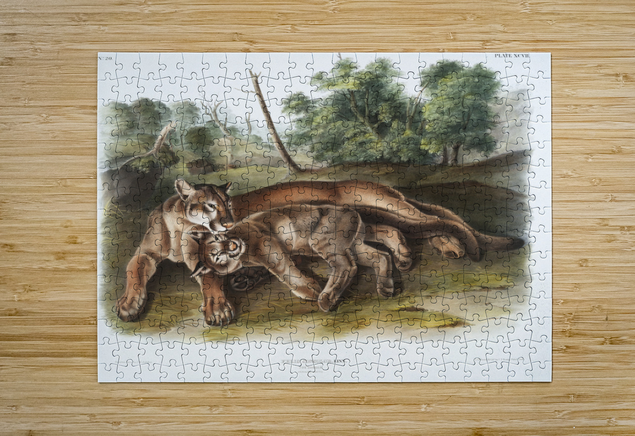 Cougar Felis concolor  IStockHistory com Puzzle printing