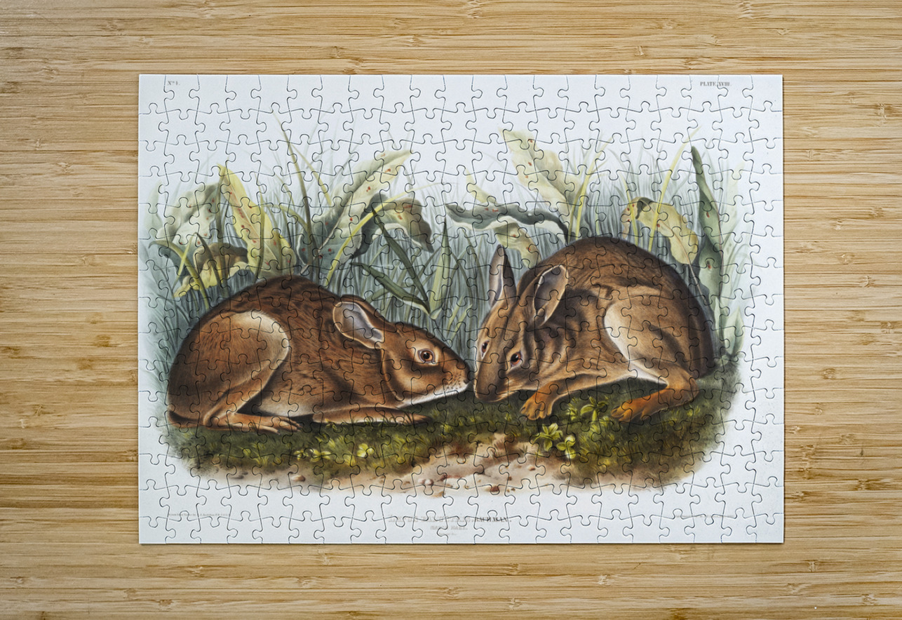 Marsh Hare Lepus palustris  IStockHistory com Puzzle printing