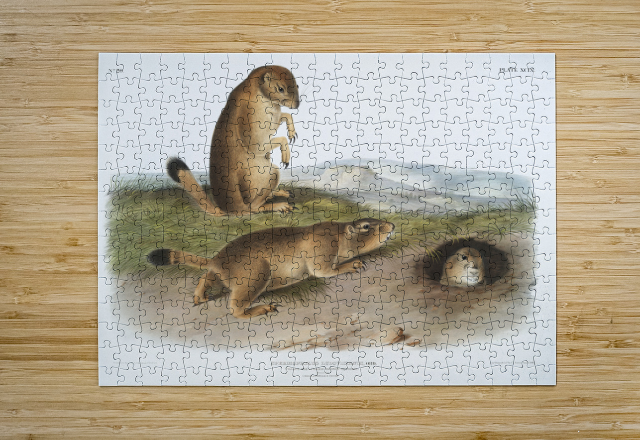 Marsh Hare Lepus palustris  IStockHistory com Puzzle printing