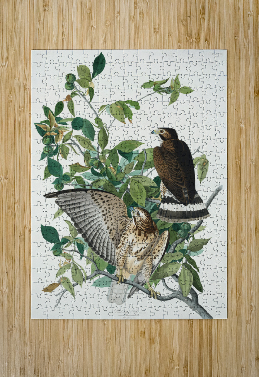 Broad-winged Hawk IStockHistory com Puzzle printing