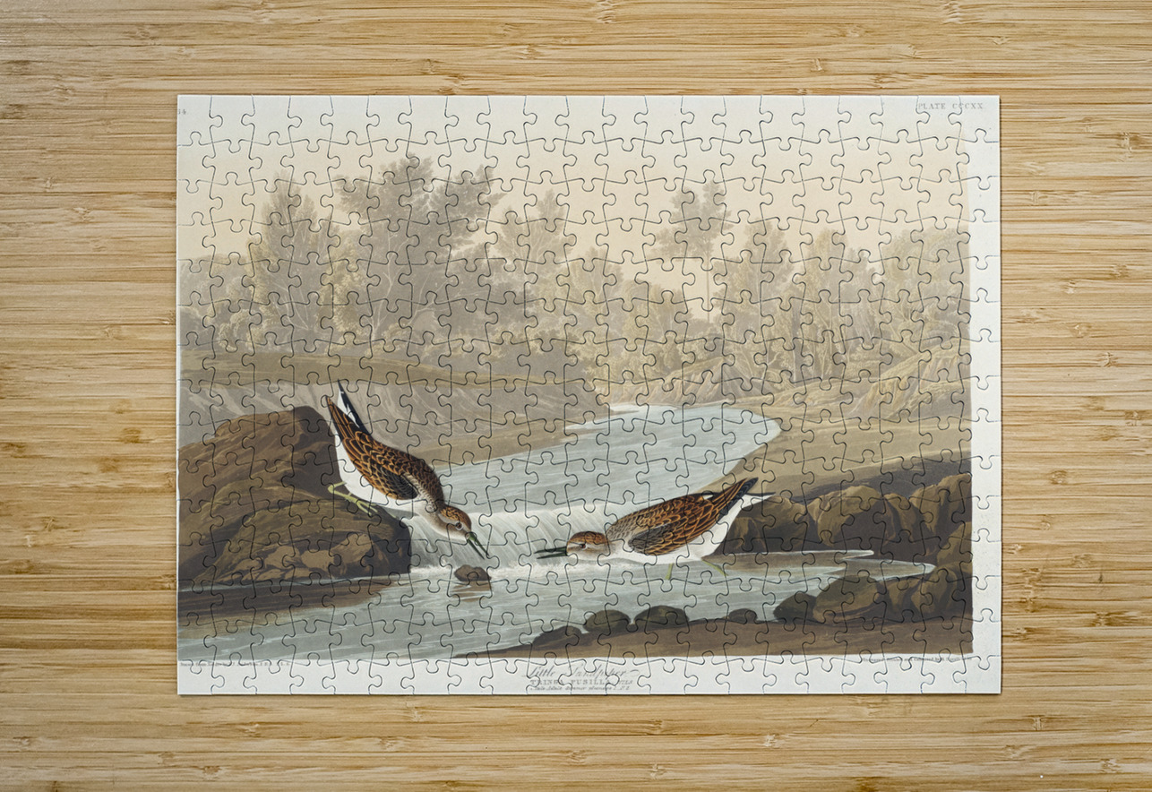 Little Sandpiper IStockHistory com Puzzle printing