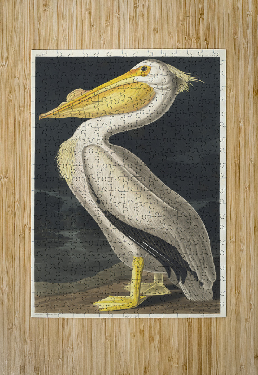 American White Pelican IStockHistory com Puzzle printing