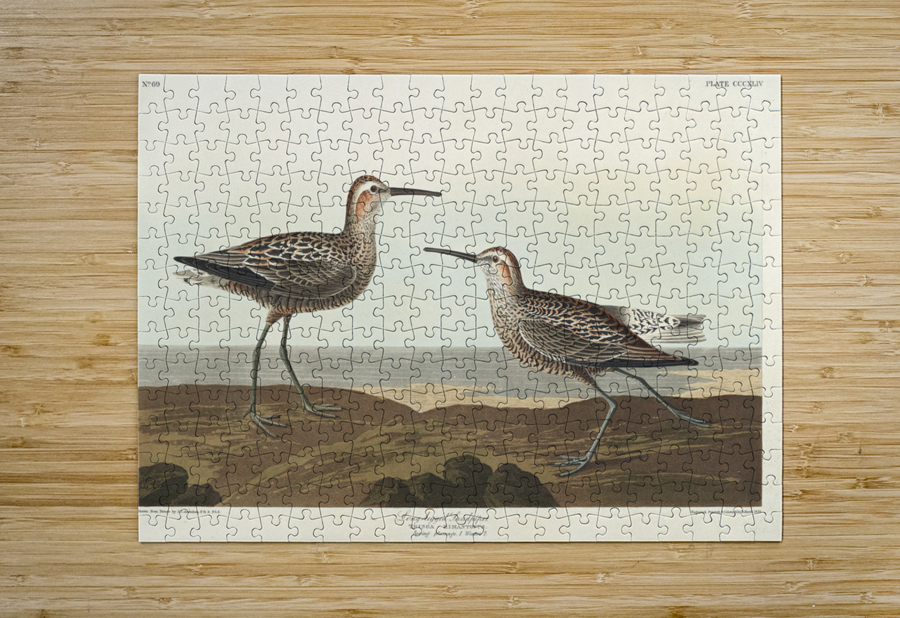 Long-legged Sandpiper IStockHistory com Puzzle printing