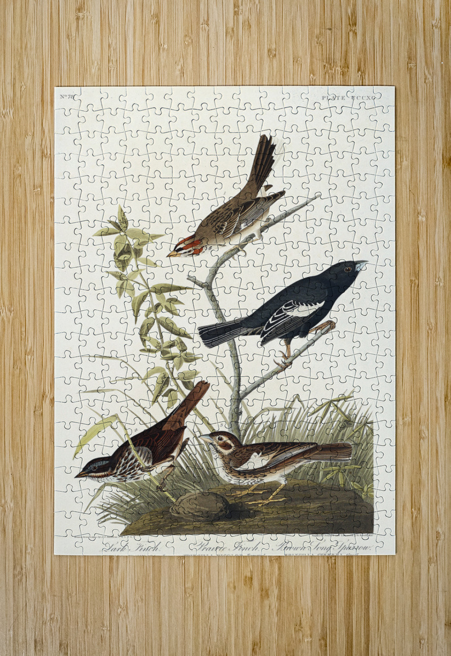 Lark Finch Prairie Finch and Brown Song Sparrow IStockHistory com Puzzle printing