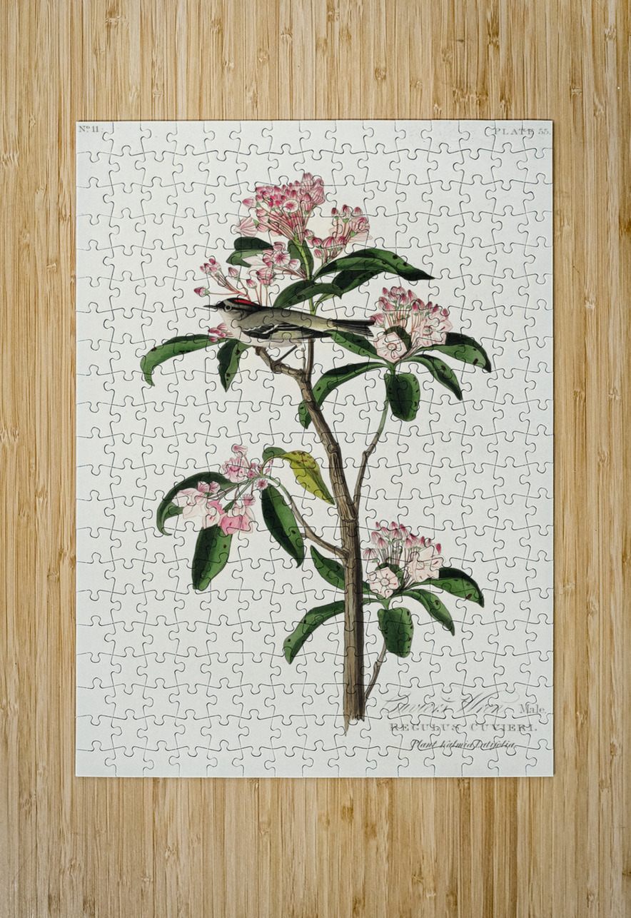 Cuviers Kinglet IStockHistory com Puzzle printing